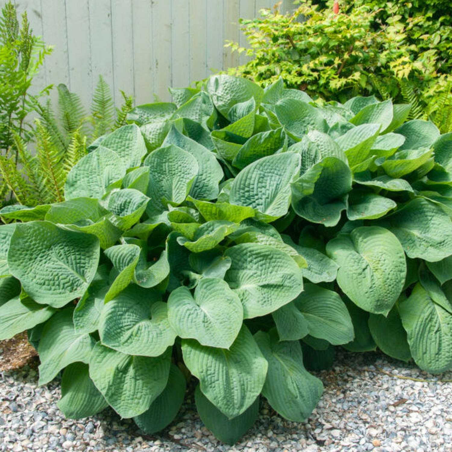 Horta ‘Elegans’
